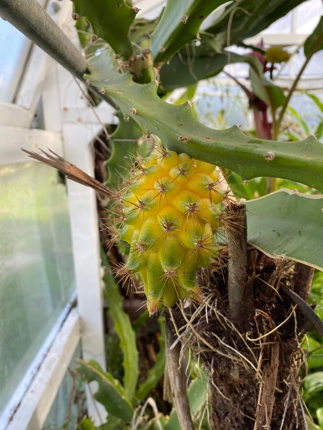 Yellow Dragonfruit (Hylocereus Megalanthus) Cutting (super rare)